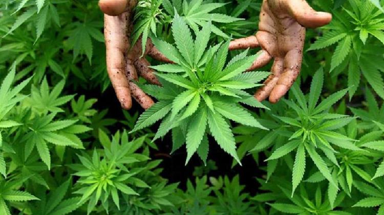 Ερευνητικό πρόγραμμα για τη βιομηχανική κάνναβη ξεκινούν Κ.Α.Π.Ε. και Δ. Π. Θ.