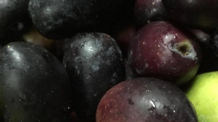 Έντονο ήταν το ενδιαφέρον για την επιτραπέζια ελιά