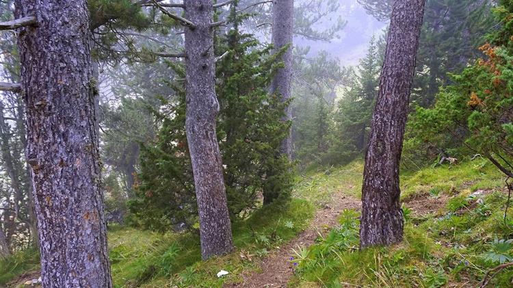 Απαγόρευση κυκλοφορίας εντός των δασών ΠΕ Καβάλας και Θάσου