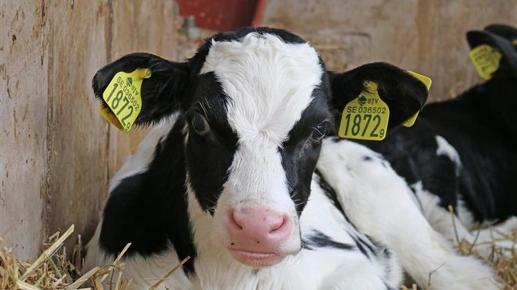  Πρόγραμμα Επιτήρησης, Ελέγχου και Εξάλειψης της Σπογγώδους Εγκεφαλοπάθειας των Βοοειδών