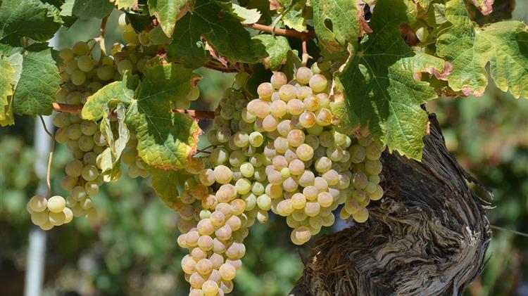 Απόσταξη κρασιών, εκριζώσεις, δάνεια... Ο Γάλλος υπουργός Γεωργίας ανοίγει τη στρόφιγγα χρηματοδότησης