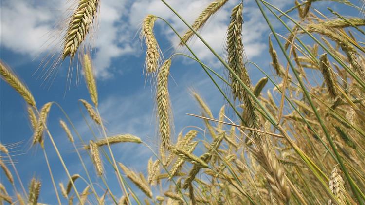 Δημητριακά: Αύξηση των τιμών εξαγωγής τον Μάιο