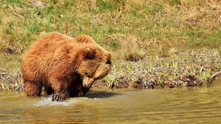 Γρεβενά - Καστοριά: Επιδρομές αρκούδων σε κοτέτσια