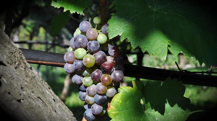 Οι αβαθμολόγητοι αιτούντες για Άδειες Φύτευσης πρέπει να προσέλθουν στις ΔΑΟΚ