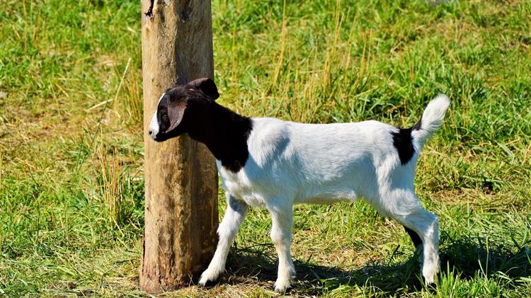 Στα  88 εκατ. ευρώ οι ενισχύσεις για τις Σπανιες Φυλές