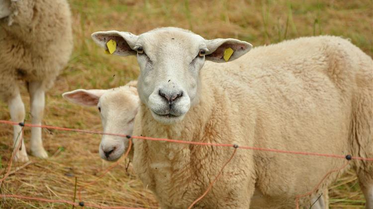 Αδειοδότηση των Κτηνοτροφικών Εγκαταστάσεων