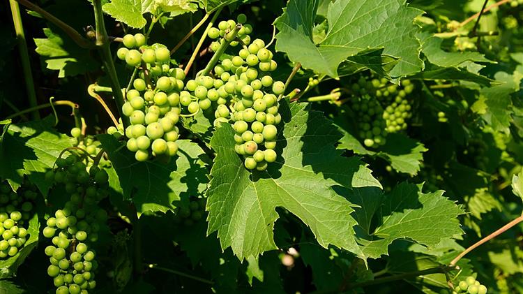 Γιατί είναι αναγκαίος ο Στρατηγικός Σχεδιασμός της ελληνικής αμπελουργίας