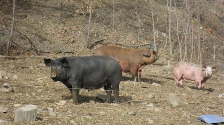 EFSA: « Σταματήστε την Αφρικανική Πανώλη των Χοίρων » στη Νοτιοανατολική Ευρώπη