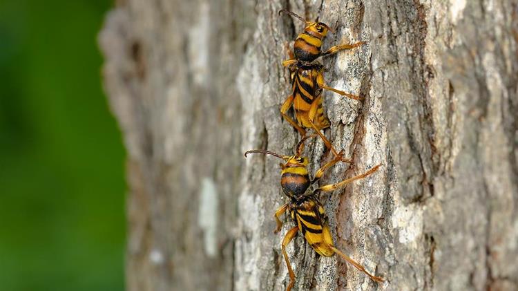 Ξενοδοχείο Εντόμων!
