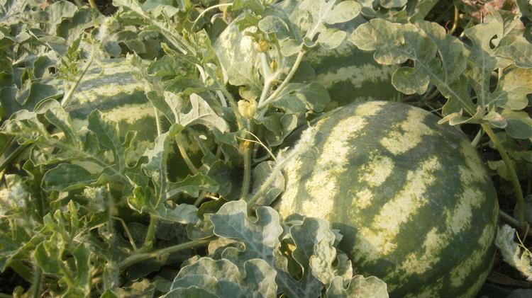 Επιμελητήριο Ηλείας: Ζητά άμεση παρέμβαση ή αποζημιώσεις για τους καρπουζοπαραγωγούς