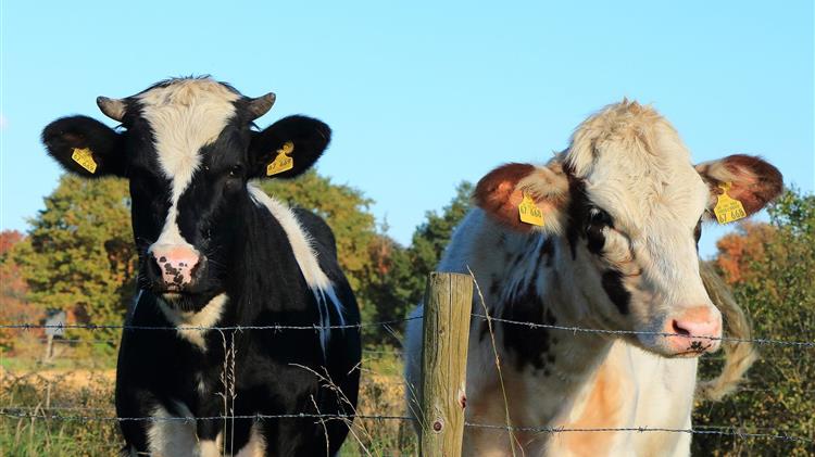 Πώς θα γίνονται οι μετακινήσεις ζώντων βοοειδών λόγω της Οζώδους Δερματίτιδας