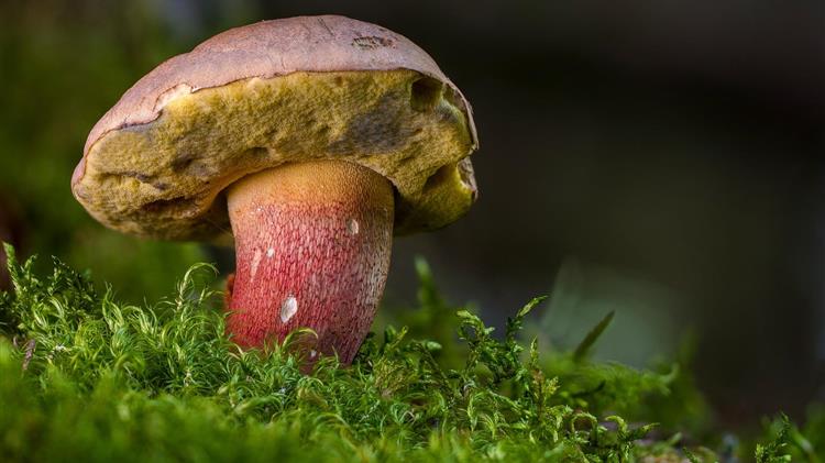 Πιστοποίηση των Μανιταροσυλλεκτών