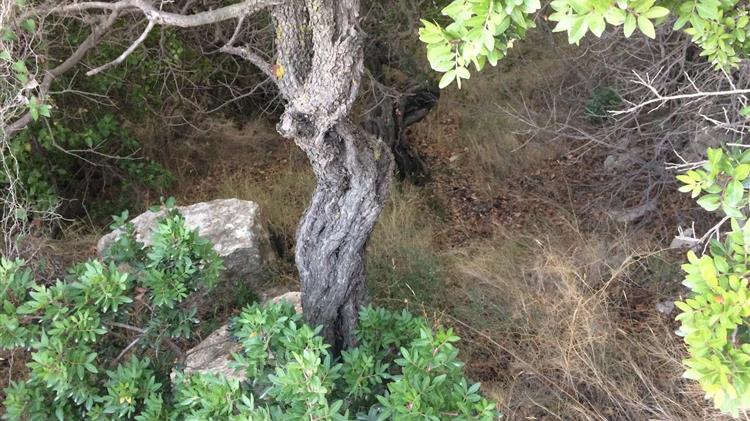 Καθαρισμός ρεμάτων στα μαστιχοχώρια