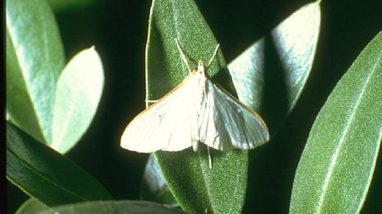 Προστασία από τη Μαργαρόνια  