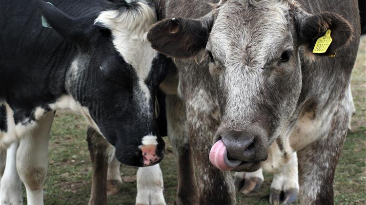Ολλανδία: Δίνει περισσότερα χρήματα για να κλείσουν περισσότερες κτηνοτροφικές εκμεταλλεύσεις
