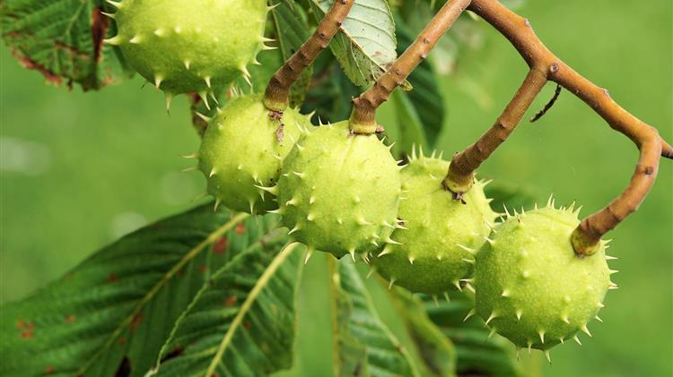 Οι γεωπόνοι πραγματοποίησαν ελέγχους στις καστανιές