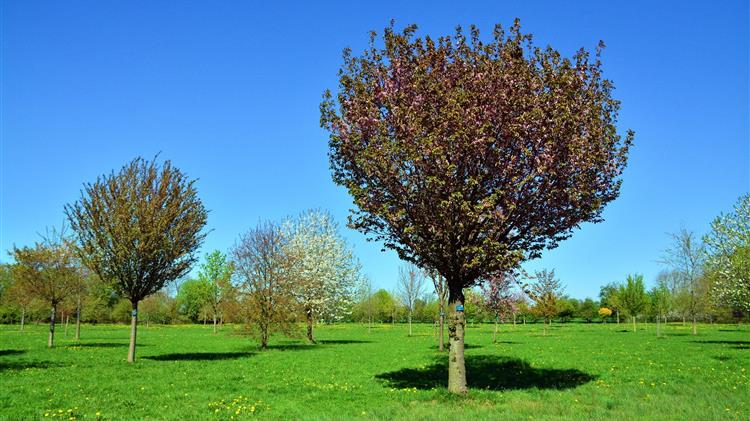 Βασιλειάδης: «Εντός έτους οι αποζημιώσεις του κύριου όγκου των καλλιεργειών της Πέλλας για τον Παγετό Άνοιξης 2021»