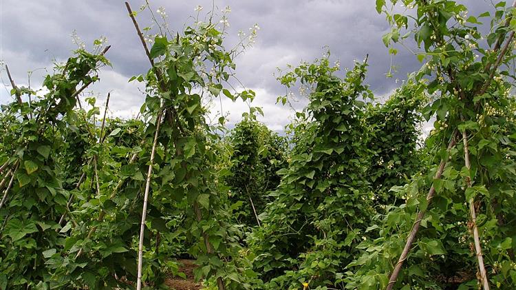 Πάνω από το 20% των χωραφιών των φασολοπαραγωγών της Πρέσπας θα μείνει ακαλλιέργητο