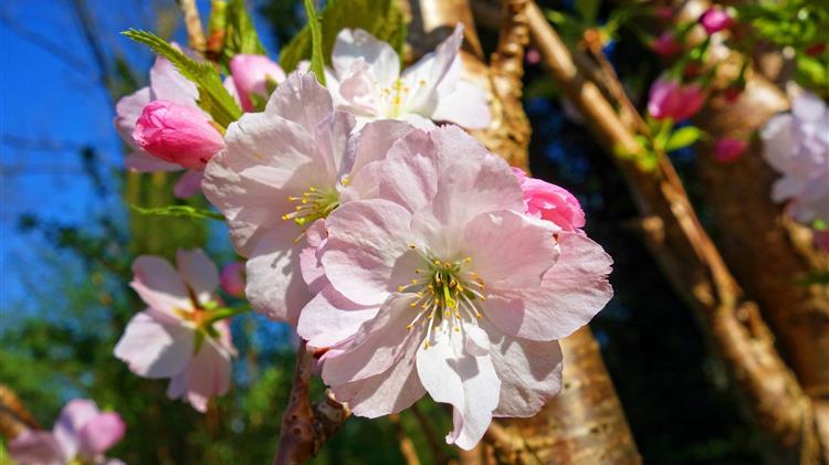 Ακαρπία στις καλλιέργειες κερασιών, μήλων και αχλαδιών