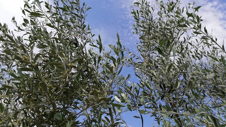 Σοβαρά προβλήματα στην καρπόδεση των ελαιοκαλλιεργειών-Άμεση λήψη μέτρων για την καταβολή αποζημιώσεων