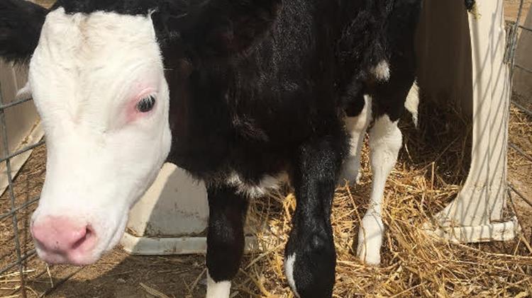 Χαρακόπουλος: Ανησυχία αγελαδοτρόφων για ενισχύσεις στη νέα ΚΑΠ