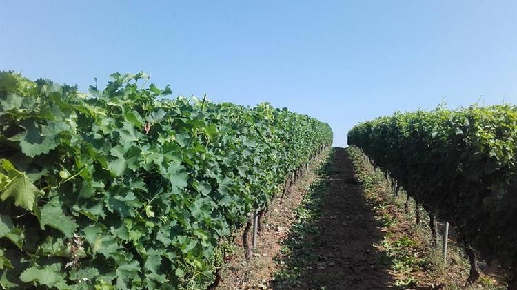 Φ.Αραμπατζή: Αύξηση του φόρου στο τσίπουρο από τα 55 λεπτά στα 6 ευρώ το λίτρο