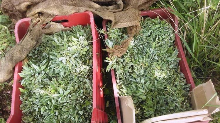 Φυτεύοντας Τσάι Ολύμπου στο Ελατοχώρι Πιερίας