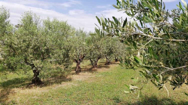 «Πλήρης καταστροφή για τους ελαιοπαραγωγούς το χαλάζι που έπληξε τον  νομό Ηρακλείου»