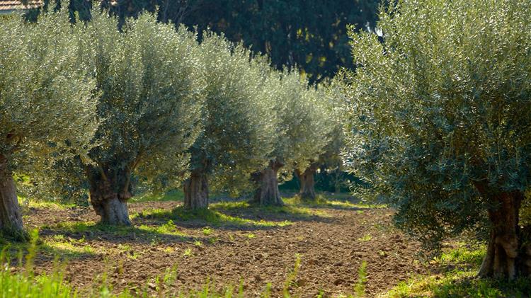 Παράταση υποβολής παραστατικών συμμόρφωσης για την «Προστασία παραδοσιακού ελαιώνα Άμφισσας»