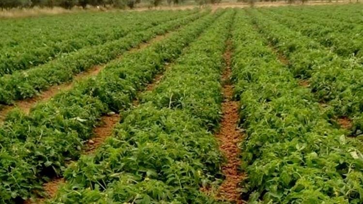 Το σκουλήκι και φέτος δηλώνει παρών