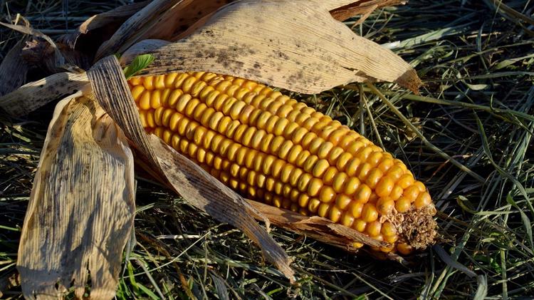 Funds: Αισιόξοδο το 2025 για το καλαμπόκι