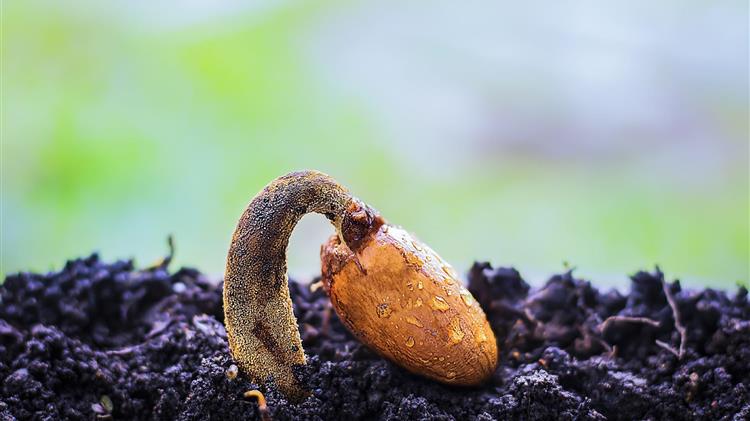 ΣΥΡΙΖΑ-ΠΣ: Νέο χαράτσι για τους αγρότες με τις αυξήσεις στις ασφαλιστικές εισφορές