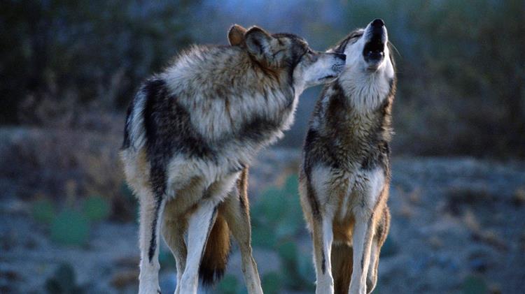 Κτηνοτρόφοι: Οι λύκοι αφανίζουν τα κοπάδια μας