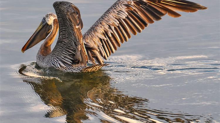 Άρρωστος πελεκάνος βρέθηκε στη Λίμνη Βεγορίτιδα