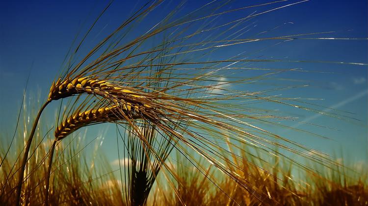 Will the European Union's vision for the UN Food Systems Summit succeed?