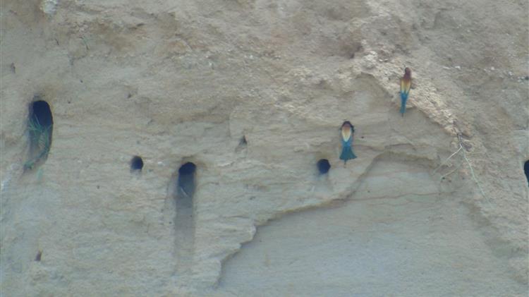 ΤΑΡ: η καφέ αρκούδα και η χαλκοκουρούνα