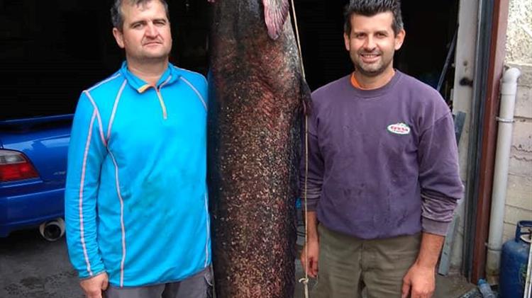 Ψαριά με γριβάδια 80 κιλών και άνω