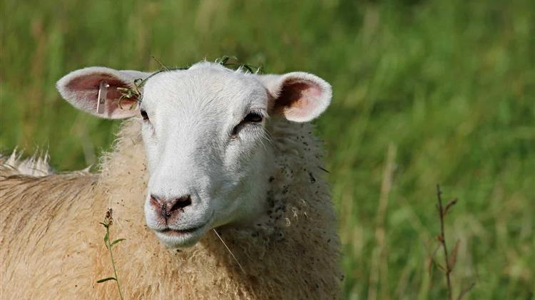 Νέα παράταση για βοσκοτόπια