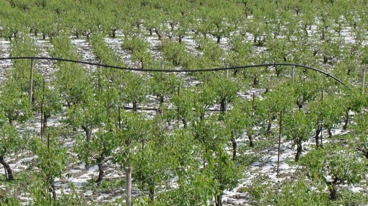 170.000 στρέμματα αμπελιών χτύπησε το χαλάζι στο Bordeaux και το Cognac