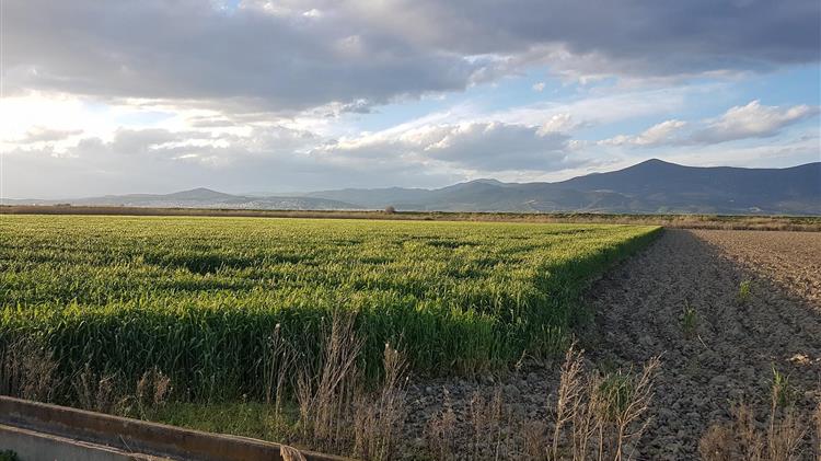 Πόσο κοστίζει η άρδευση  σε κάποιες περιοχές της Θεσσαλίας 