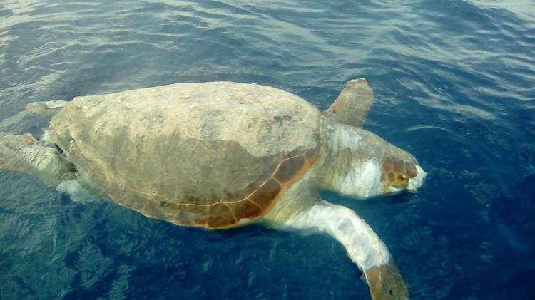 Περίθαλψη στον «Αρχέλων» τραυματισμένη καρέτα – καρέτα