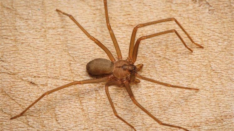 Συναγερμός στην Ηλεία από τσίμπημα μαύρης αράχνης