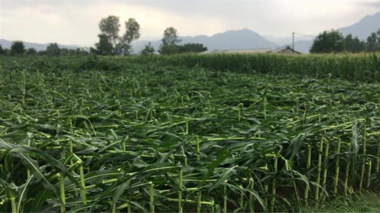 Ανεμοθύελλα και χαλάζι σάρωσαν τις καλλιέργειες στα Τρίκαλα 