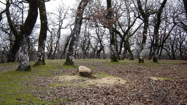 Επιχορήγηση των δήμων για δασοπροστασία