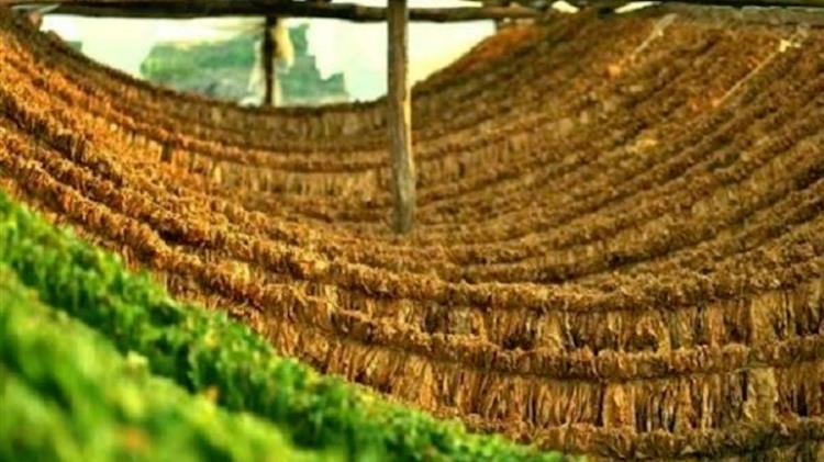 Την παραδοσιακή καλλιέργεια του καπνού κρατάνε «ζωντανή» οκτώ οικογένειες στα ορεινά Πιέρια