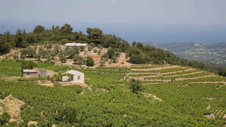 Στα 10 καλύτερα Μοσχάτα του κόσμου το Anthemis του ΕΟΣ ΣΑΜΟΥ στο διαγωνισμό Muscats du Monde®