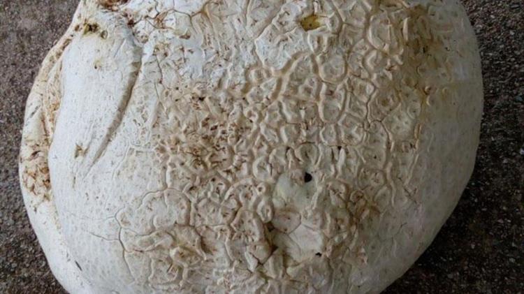 Μανιτάρι τεραστίων διαστάσεων στο όρος Κέδρος