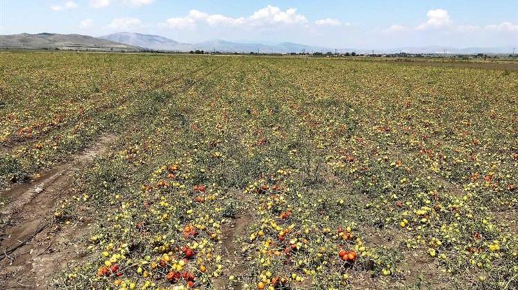 Αντιπροσωπεία επισκέφθηκε καλλιέργειες από τον ΕΛΓΑ