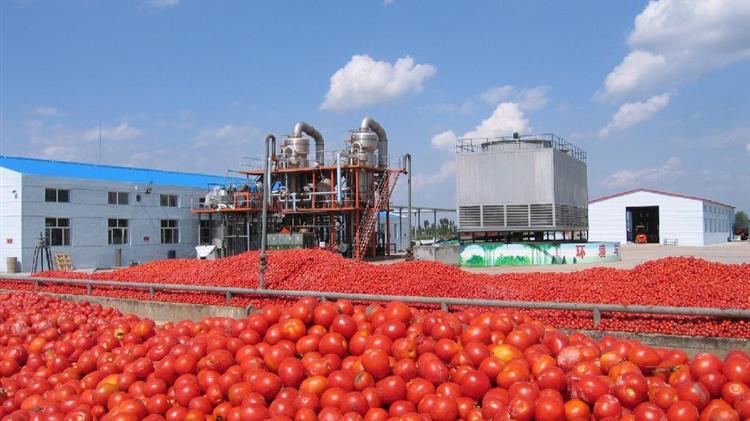 “Πληγωμένη” η παραγωγή της Βιομηχανικής τομάτας και οι παραγωγοί