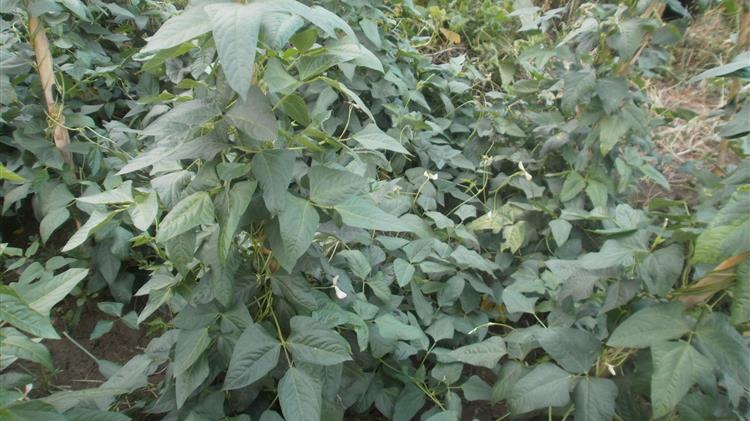 Σε τραγικό αδιέξοδο οι παραγωγοί φασολιών